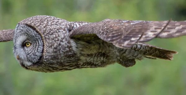 Grand Hibou Gris Dans Nature Sauvage Alberta Canada — Photo