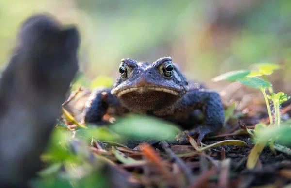 野外的青蛙 — 图库照片
