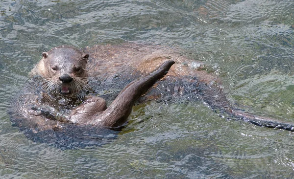 wild otters in wild nature