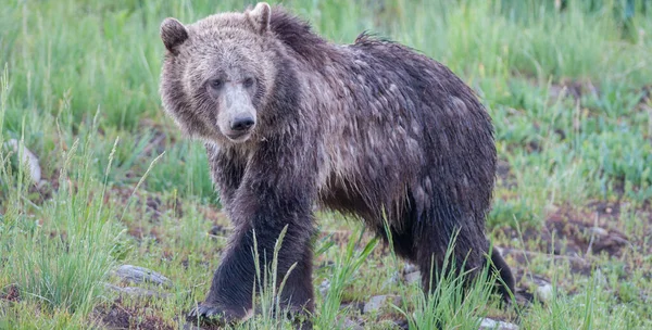 Niedźwiedź Grizzly Dziczy — Zdjęcie stockowe