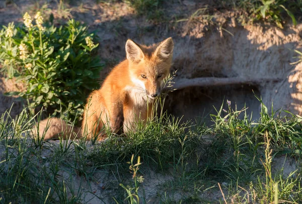 Cute Red Foxes Grass Wild Nature — Stock Photo, Image