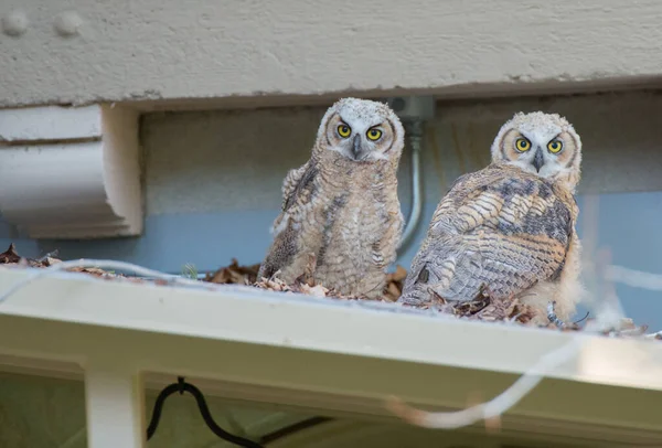 Great Horned Owl Wild Nature — Stock Photo, Image