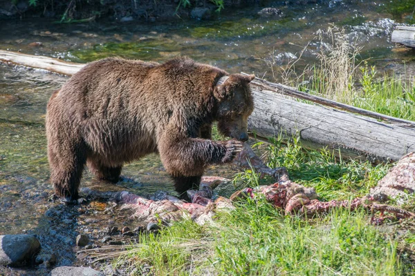 Niedźwiedź Grizzly Dzikiej Przyrodzie Park Narodowy Yellowstone — Zdjęcie stockowe