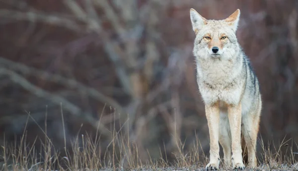 Coyote Den Kanadensiska Vildmarken — Stockfoto