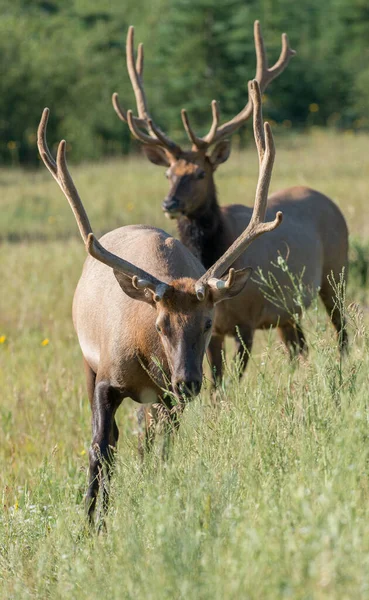 Bull Elk Wild — Stock Photo, Image