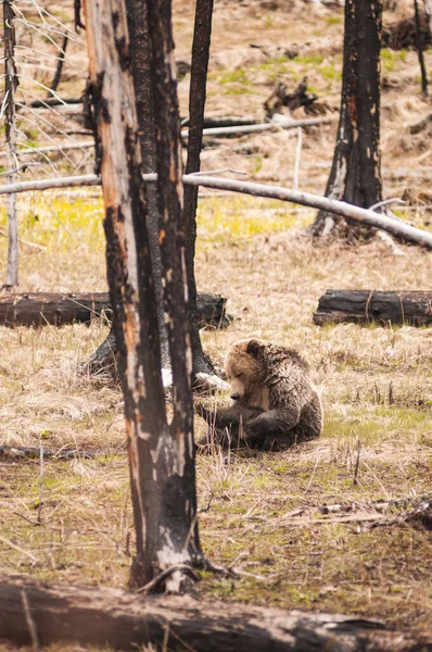 Grizzly bear in Yellowstone