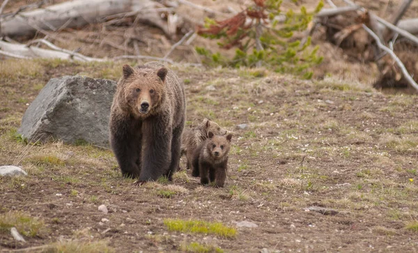 Grizzli Yellowstone — Photo