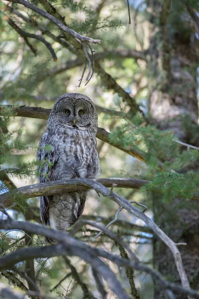 Grande Coruja Cinza Natureza Selvagem Alberta Canadá — Fotografia de Stock