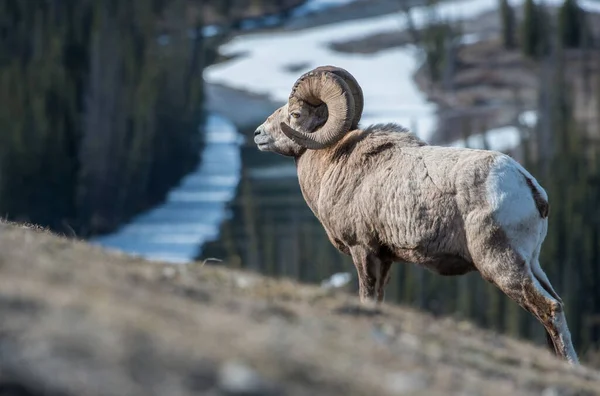 Bighorn Rammen Het Wild — Stockfoto