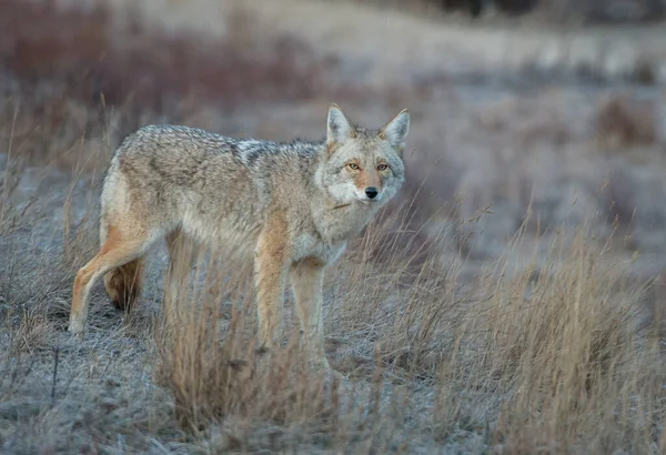 Coyote Canadese Wildernis — Stockfoto