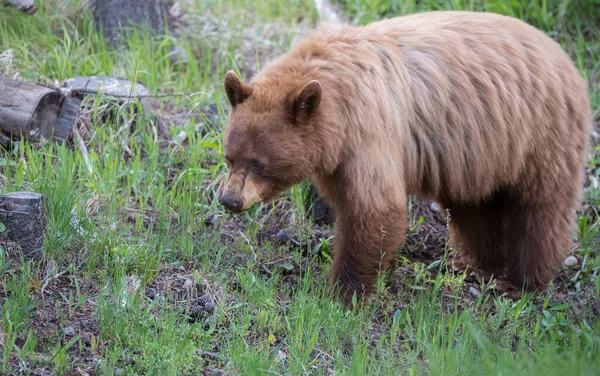 Черный Медведь Корицей Дикой Природе — стоковое фото