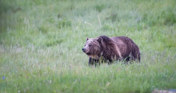 Grizly Bear Wild — Stock fotografie