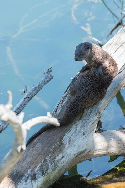 Loutres Sauvages Gros Plan Dans Nature — Photo