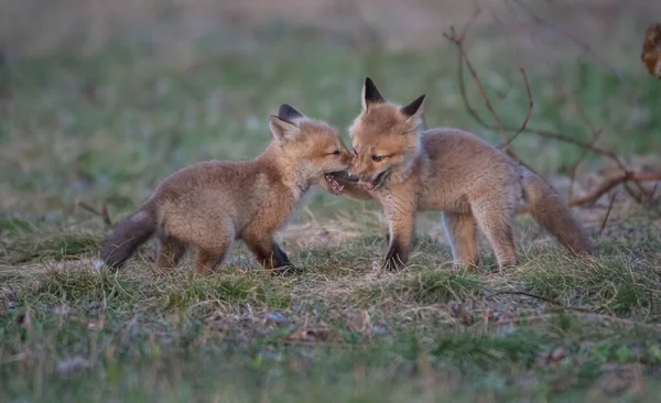 Carino Volpi Rosse Erba Parco — Foto Stock