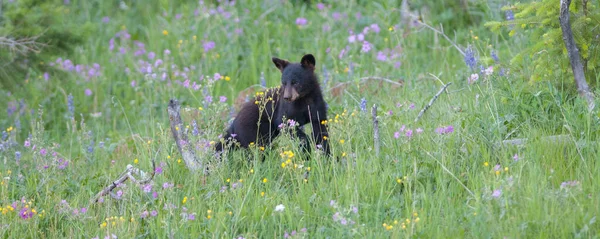 Μαύρο Αρκουδάκι Στην Άγρια Φύση — Φωτογραφία Αρχείου