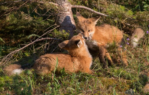 野生の自然の中で草の上にかわいい赤いキツネ — ストック写真