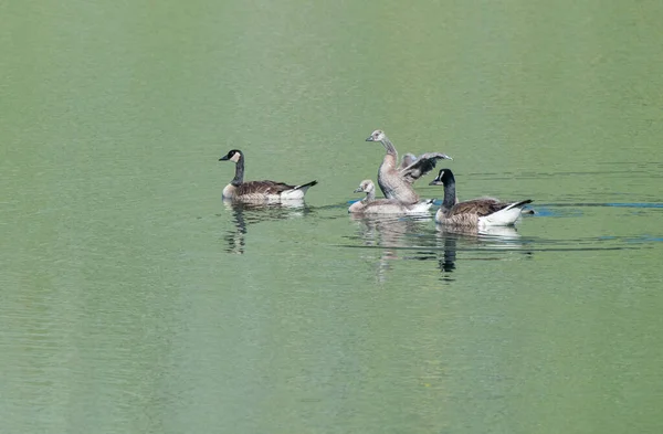 Oies Canadiennes État Sauvage — Photo