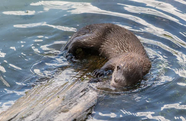 Close Lontra Selvagem Natureza — Fotografia de Stock