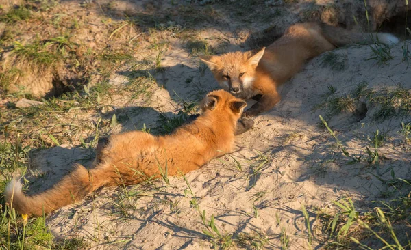 野生の赤狐 — ストック写真