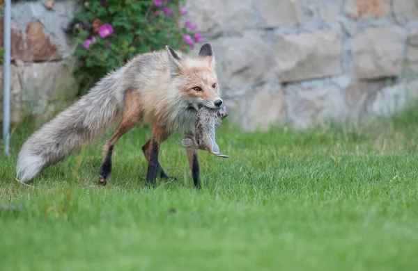 野生の自然の中で草の上にかわいい赤いキツネ — ストック写真