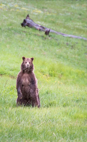 Niedźwiedź Grizzly Dziczy — Zdjęcie stockowe