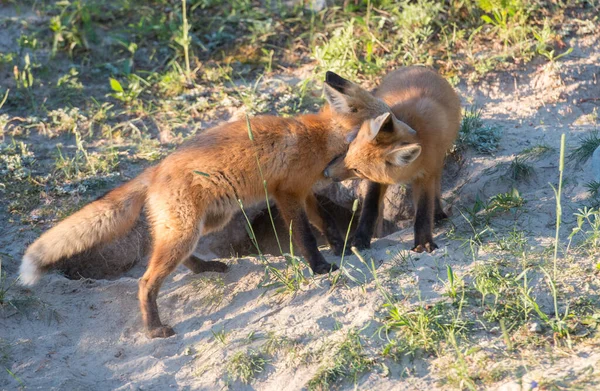 Roztomilé Červené Lišky Trávě Parku — Stock fotografie