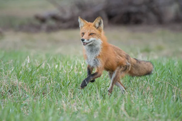 Rotfuchs Kanada — Stockfoto