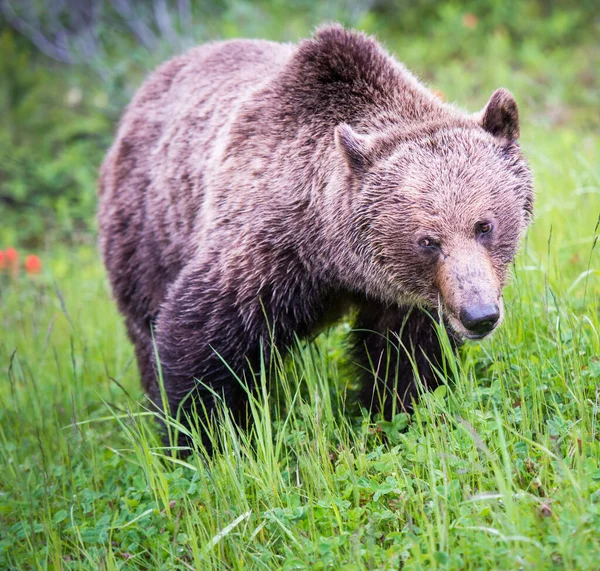 Грізлі Ведмідь Скелястих Горах Канади — стокове фото