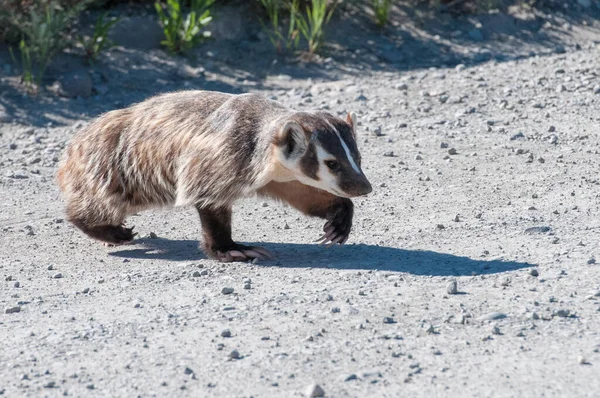 Badger Alam Liar — Stok Foto