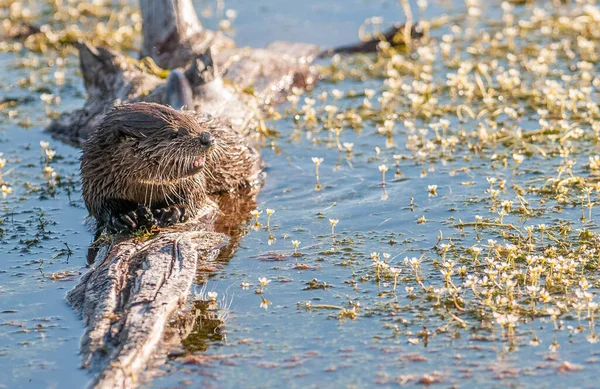 Lontra Rio Natureza — Fotografia de Stock