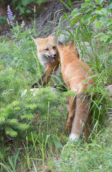 Renard Roux Dans Nature — Photo