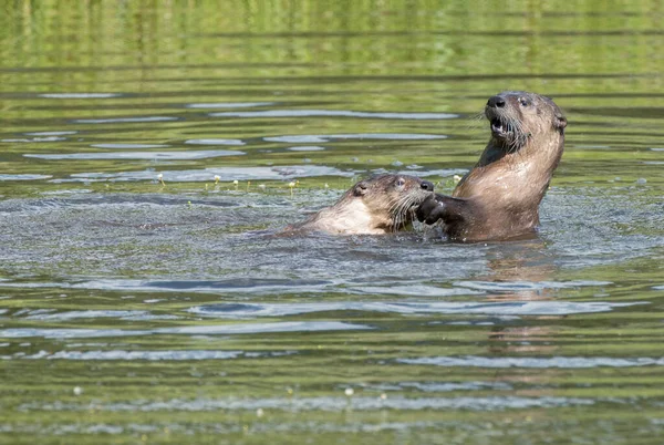 Primo Piano Lontre Selvatiche Natura — Foto Stock