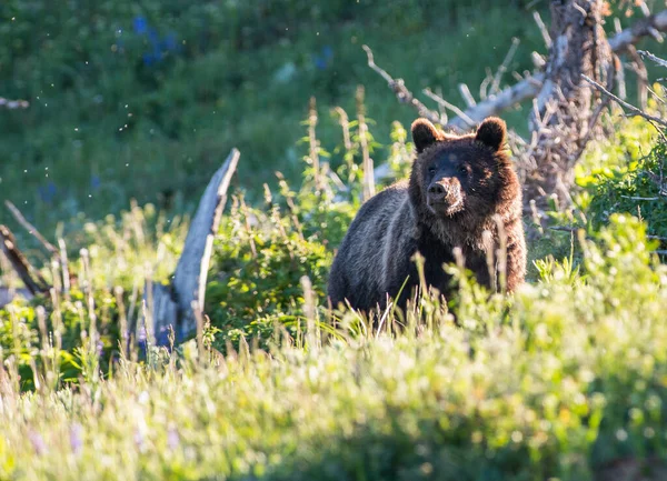 상태의 회색곰 — 스톡 사진