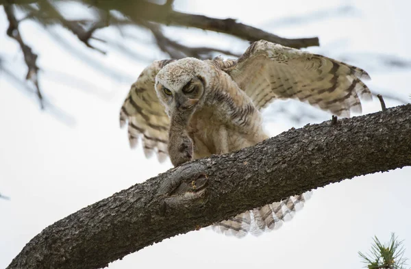Great Horned Owl Wild Nature — Stock Photo, Image