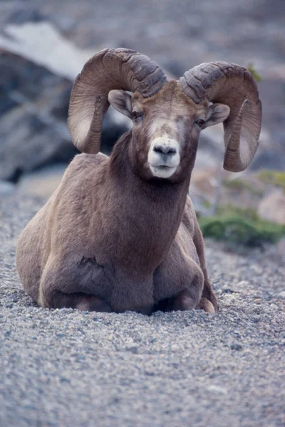 Bighorn Ram Het Wild — Stockfoto