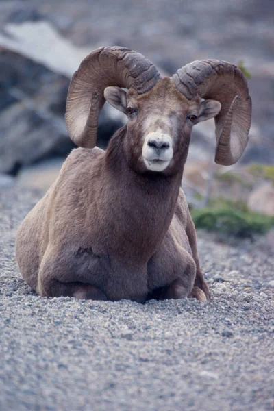 Bighorn Beran Divočině — Stock fotografie