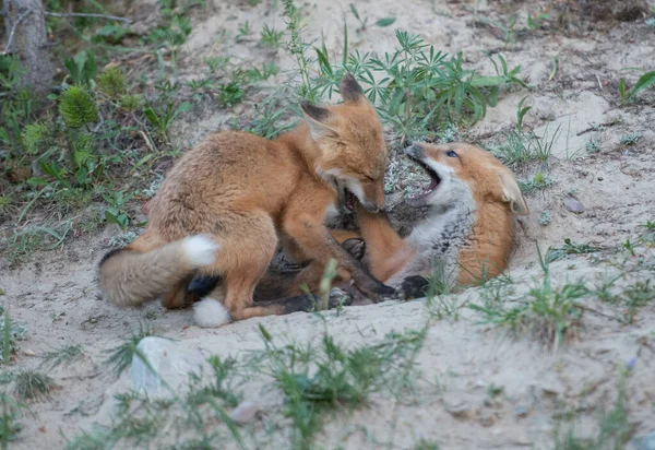 野草上可爱的红狐狸 — 图库照片