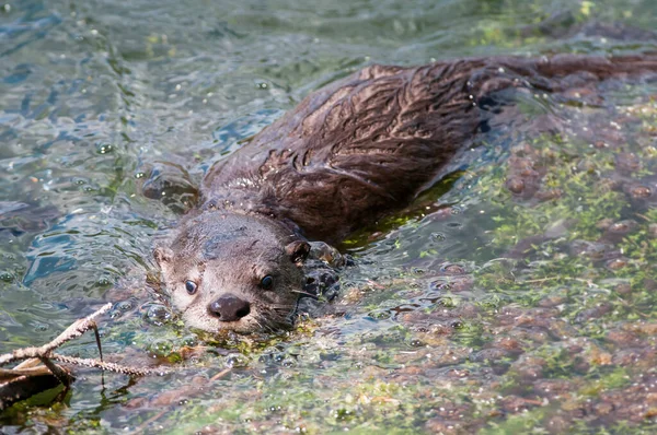 Loutre Rivière Dans Nature — Photo