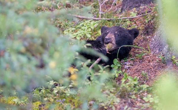 Urso Negro Natureza — Fotografia de Stock