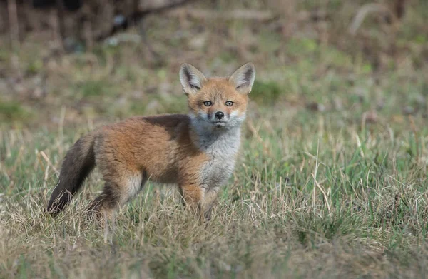 Mignon Renards Rouges Sur Herbe Nature Sauvage — Photo