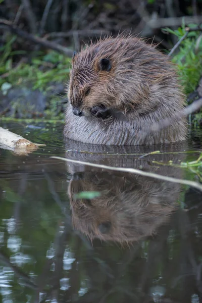 Beaver Wild — Stock Photo, Image