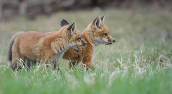 Vulpi Roșii Drăguț Iarbă Natura Sălbatică — Fotografie, imagine de stoc