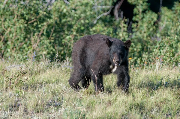 Zwarte Beer Het Wild — Stockfoto