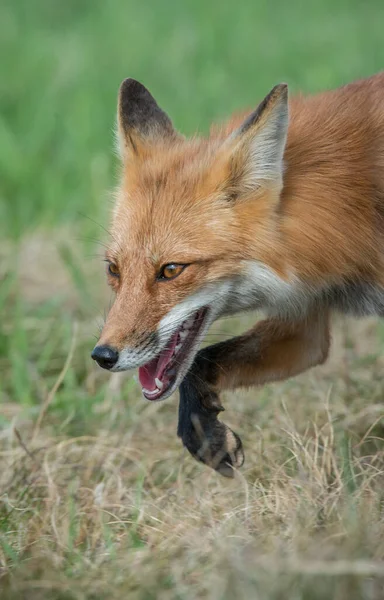 野生の自然の中で草の上にかわいい赤いキツネ — ストック写真