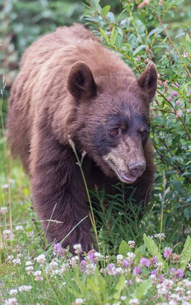 Zwarte Beer Het Wild — Stockfoto