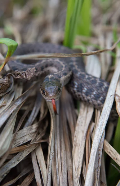 Podvazkový Had Divočině — Stock fotografie