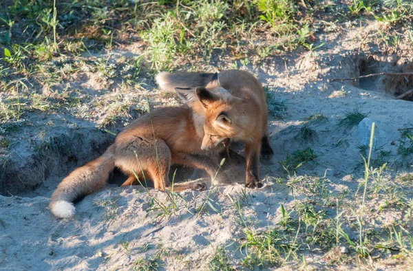 Niedliche Rotfüchse Auf Gras Park — Stockfoto