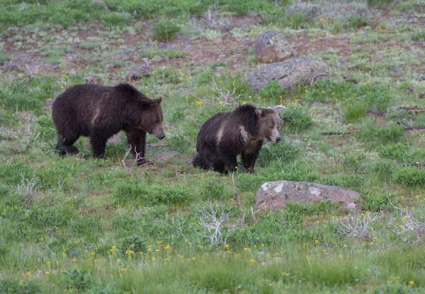 Grizzlybjörn Det Vilda — Stockfoto