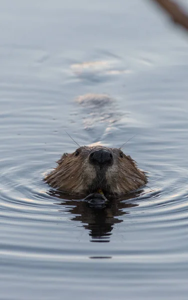 Beaver Wild — Stock Photo, Image