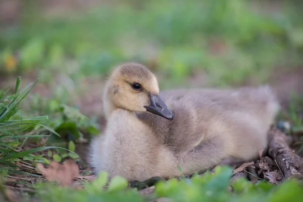 Gosling Freier Wildbahn — Stockfoto